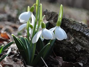 Preview wallpaper snowdrops, grass, petals, earth