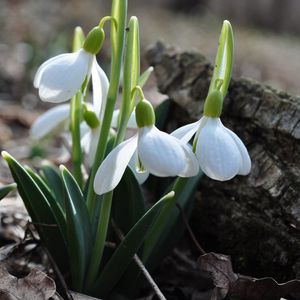 Preview wallpaper snowdrops, grass, petals, earth