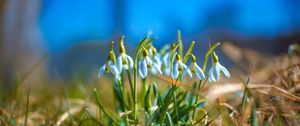 Preview wallpaper snowdrops, petals, flowers, grass