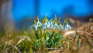 Preview wallpaper snowdrops, petals, flowers, grass