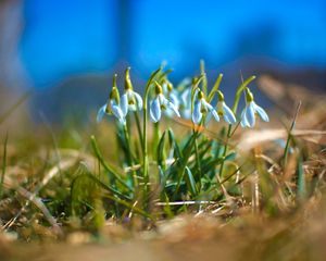 Preview wallpaper snowdrops, petals, flowers, grass