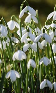 Preview wallpaper snowdrops, petals, flowers, white