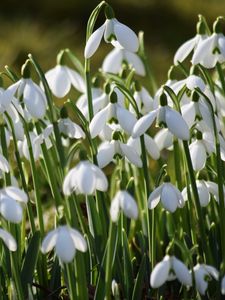 Preview wallpaper snowdrops, petals, flowers, white