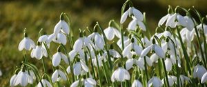 Preview wallpaper snowdrops, petals, flowers, white