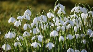 Preview wallpaper snowdrops, petals, flowers, white