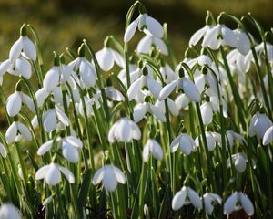 Preview wallpaper snowdrops, petals, flowers, white