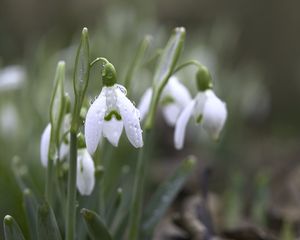 Preview wallpaper snowdrops, petals, flowers, dew, drops, macro