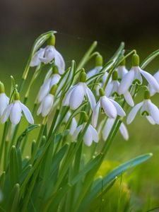 Preview wallpaper snowdrops, petals, flowers, spring