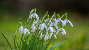 Preview wallpaper snowdrops, petals, flowers, spring