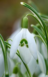 Preview wallpaper snowdrops, petals, flowers, spring, white