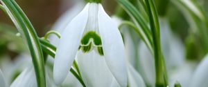 Preview wallpaper snowdrops, petals, flowers, spring, white