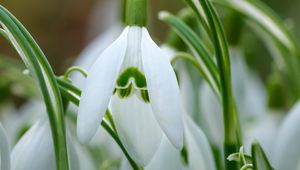 Preview wallpaper snowdrops, petals, flowers, spring, white