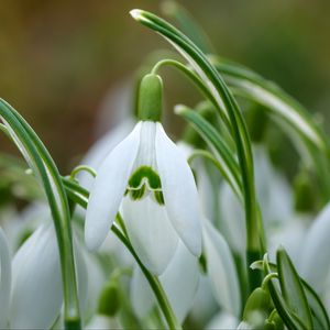 Preview wallpaper snowdrops, petals, flowers, spring, white