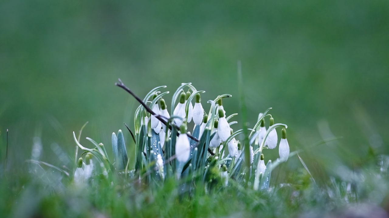 Wallpaper snowdrops, petals, flowers, spring, blur