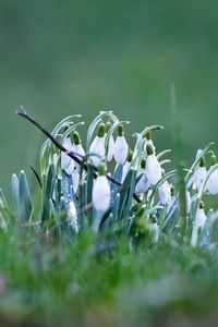 Preview wallpaper snowdrops, petals, flowers, spring, blur