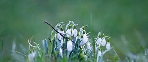 Preview wallpaper snowdrops, petals, flowers, spring, blur