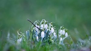 Preview wallpaper snowdrops, petals, flowers, spring, blur