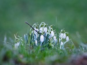 Preview wallpaper snowdrops, petals, flowers, spring, blur