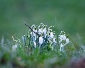 Preview wallpaper snowdrops, petals, flowers, spring, blur