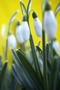 Preview wallpaper snowdrops, plant, flowers