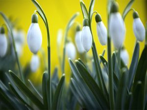 Preview wallpaper snowdrops, plant, flowers