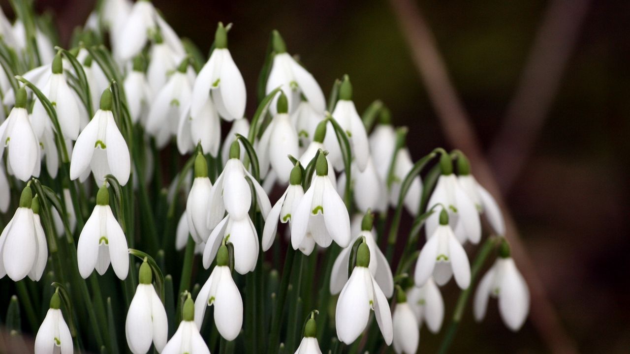 Wallpaper snowdrops, plant, flowers