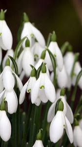 Preview wallpaper snowdrops, plant, flowers