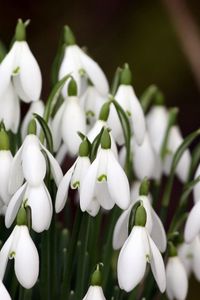 Preview wallpaper snowdrops, plant, flowers