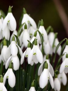 Preview wallpaper snowdrops, plant, flowers