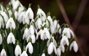 Preview wallpaper snowdrops, plant, flowers