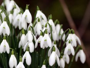 Preview wallpaper snowdrops, plant, flowers