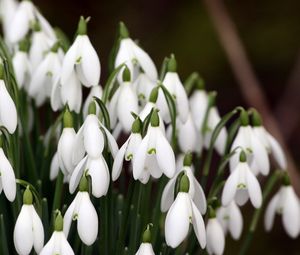 Preview wallpaper snowdrops, plant, flowers