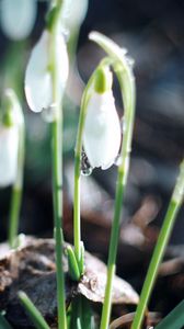 Preview wallpaper snowdrops, plant, leaves, blossom