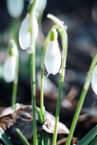 Preview wallpaper snowdrops, plant, leaves, blossom