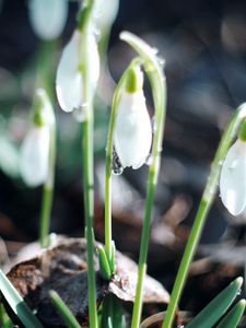 Preview wallpaper snowdrops, plant, leaves, blossom
