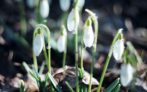 Preview wallpaper snowdrops, plant, leaves, blossom