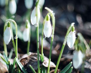 Preview wallpaper snowdrops, plant, leaves, blossom