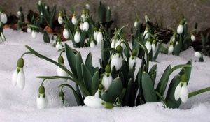 Preview wallpaper snowdrops, snow, plants, spring