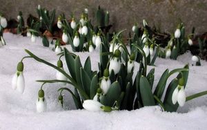 Preview wallpaper snowdrops, snow, plants, spring