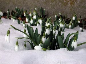 Preview wallpaper snowdrops, snow, plants, spring