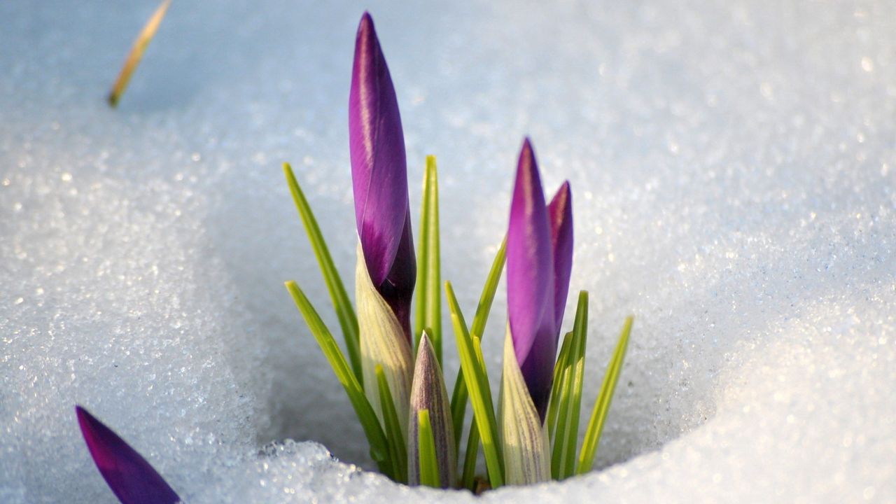 Wallpaper snowdrops, snow, spring, flowers, stems
