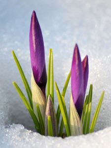 Preview wallpaper snowdrops, snow, spring, flowers, stems