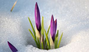 Preview wallpaper snowdrops, snow, spring, flowers, stems