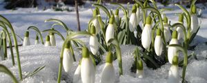 Preview wallpaper snowdrops, spring, flowers, heat, primroses, spirits, thawed