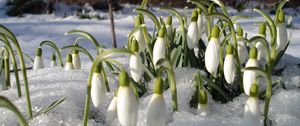 Preview wallpaper snowdrops, spring, flowers, heat, primroses, spirits, thawed