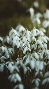 Preview wallpaper snowdrops, white, flowers, spring