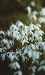 Preview wallpaper snowdrops, white, flowers, spring