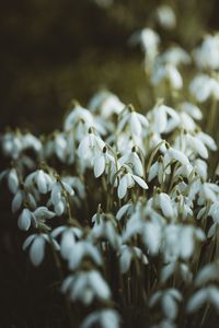 Preview wallpaper snowdrops, white, flowers, spring