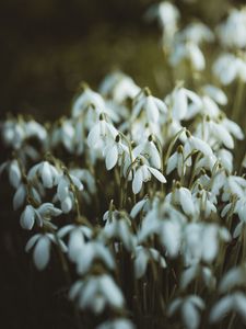 Preview wallpaper snowdrops, white, flowers, spring