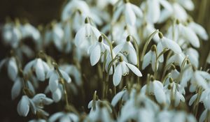 Preview wallpaper snowdrops, white, flowers, spring